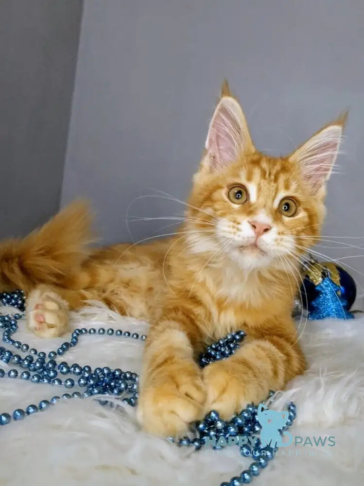 Quora Maine Coon female red tabby live animals