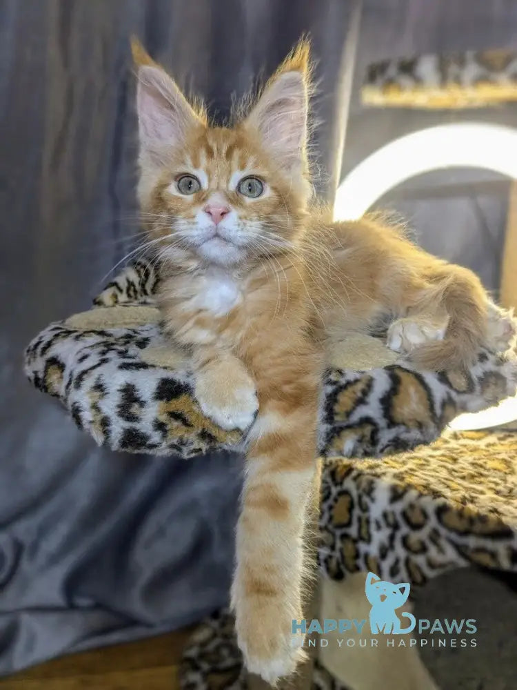 Quora Maine Coon female red tabby live animals