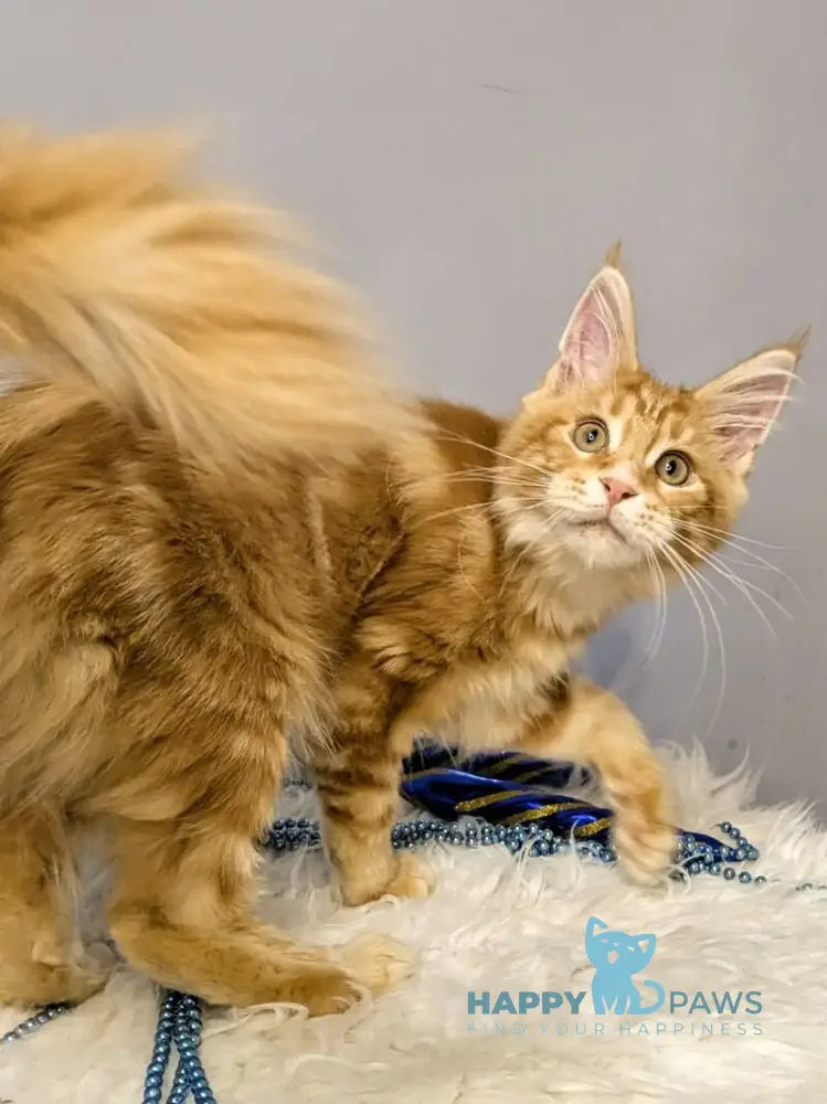 Quora Maine Coon female red tabby live animals