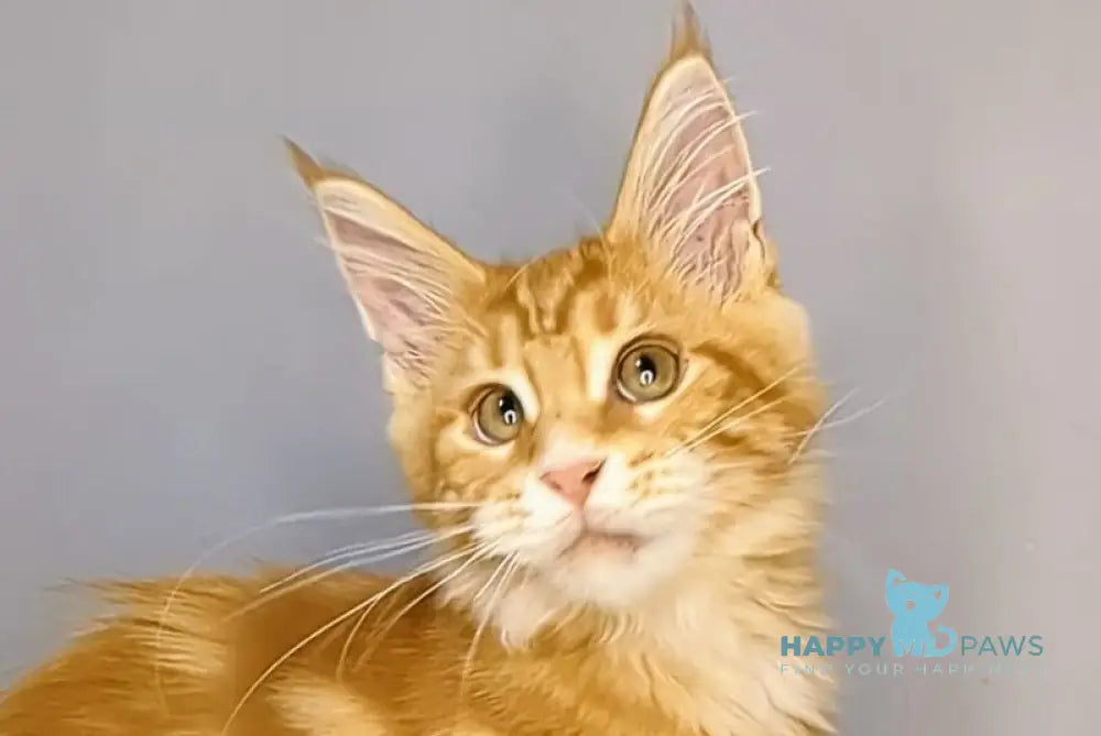 Quora Maine Coon female red tabby live animals