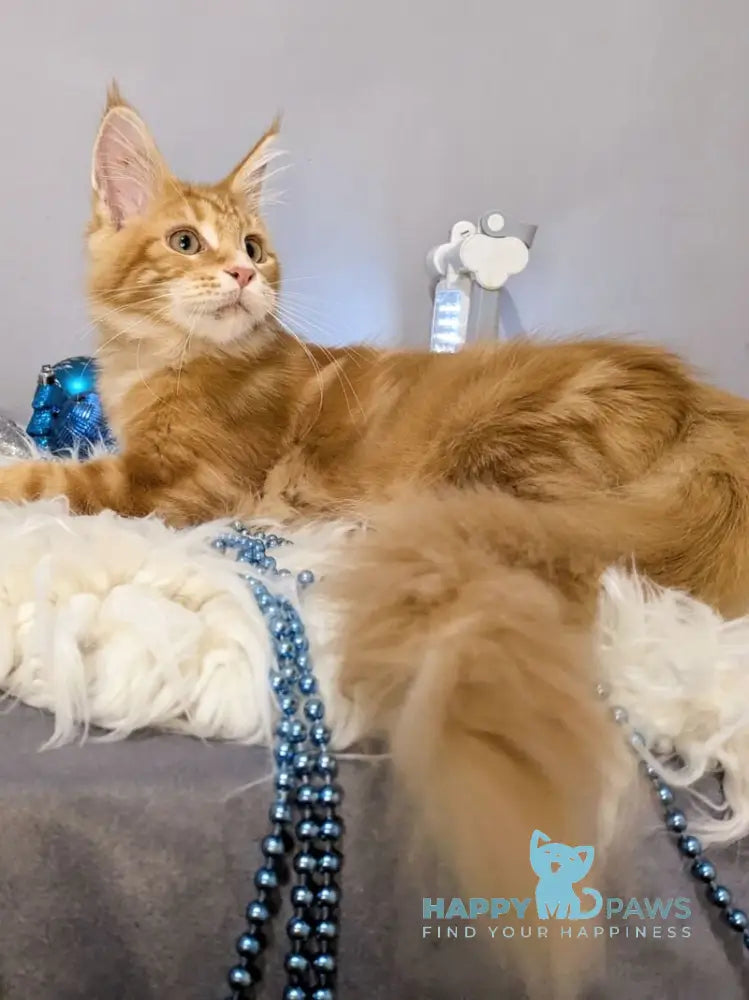 Quora Maine Coon female red tabby live animals