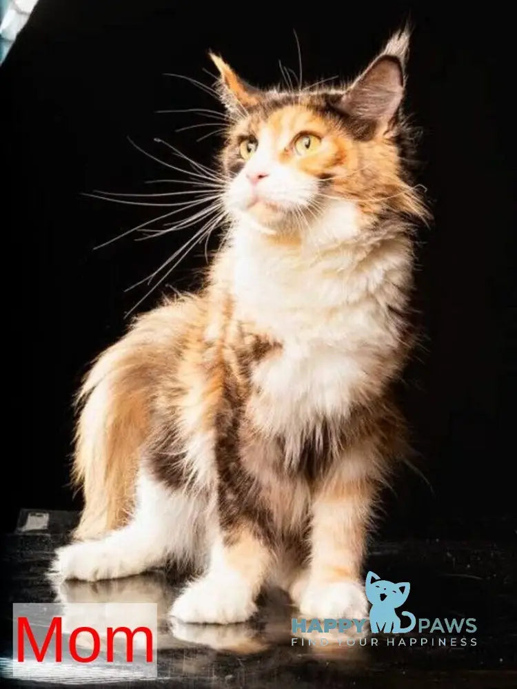 Quora Maine Coon female red tabby live animals