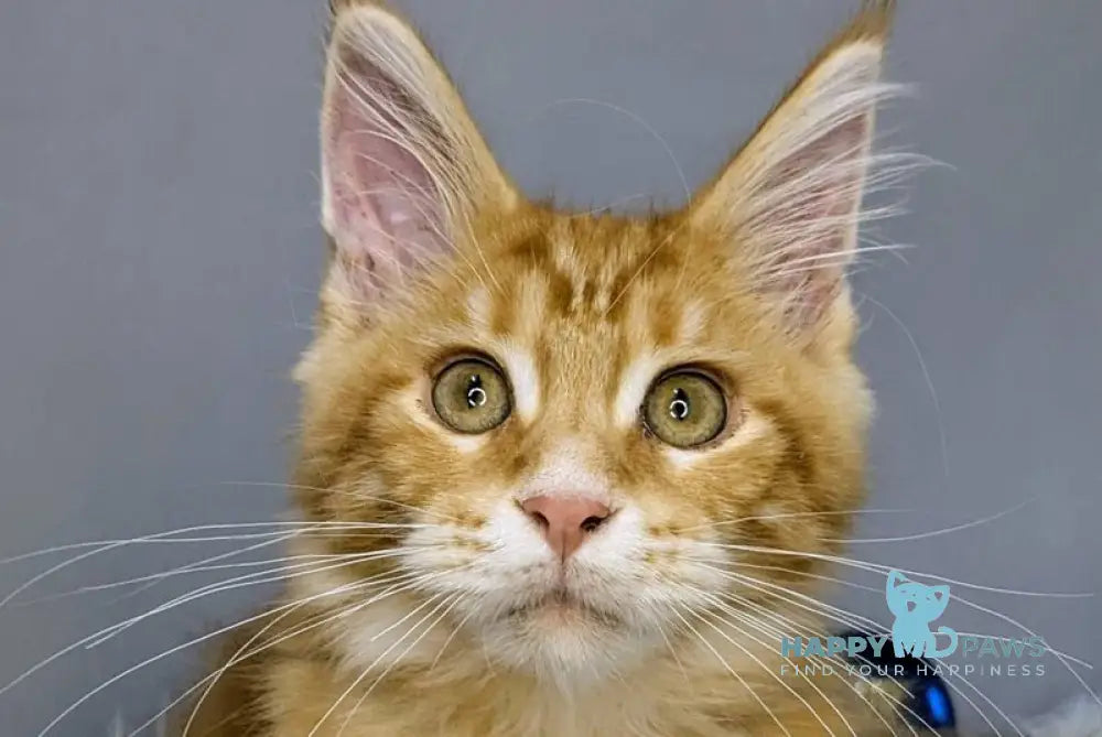 Quora Maine Coon female red tabby live animals