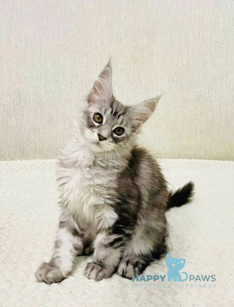 Quorra Maine Coon female black silver tabby live animals