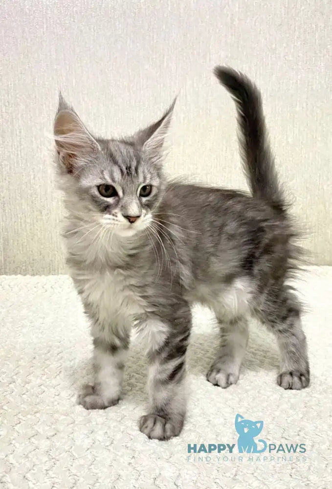 Quorra Maine Coon female black silver tabby live animals