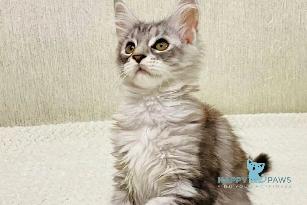 Quorra Maine Coon female black silver tabby live animals