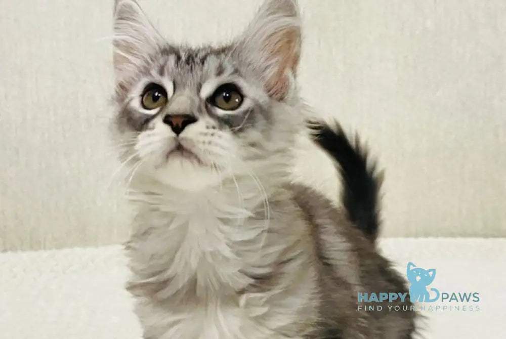 Quorra Maine Coon female black silver tabby live animals