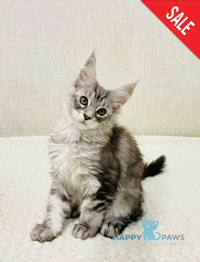 Quorra Maine Coon female black silver tabby live animals