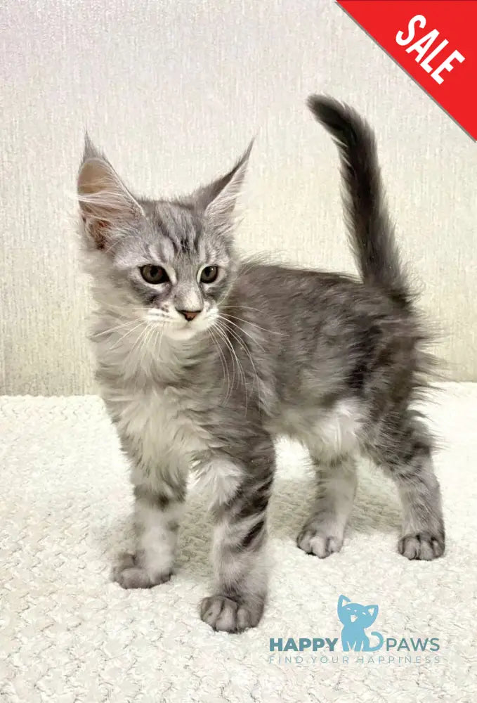 Quorra Maine Coon female black silver tabby live animals