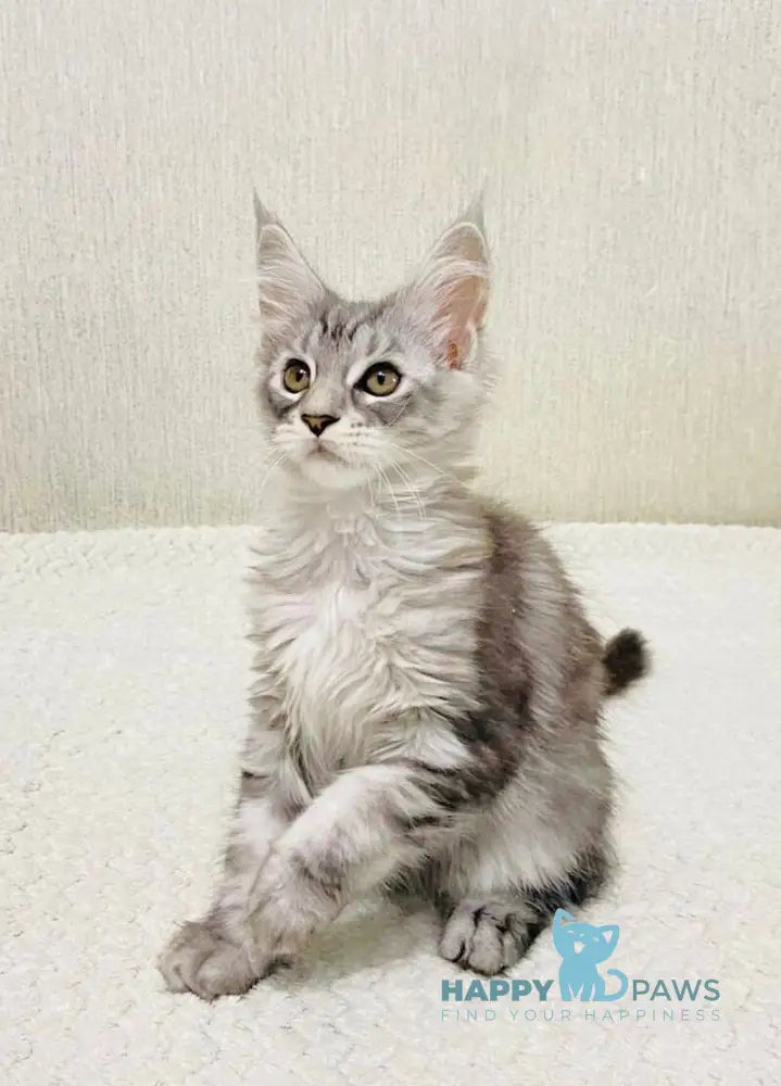 Quorra Maine Coon female black silver tabby live animals