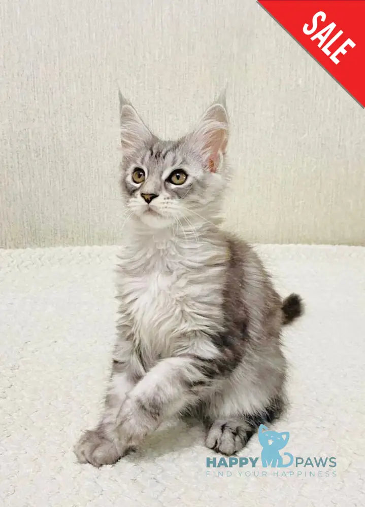 Quorra Maine Coon female black silver tabby live animals