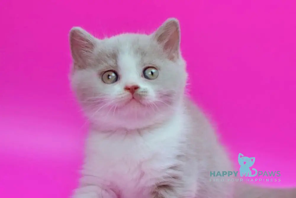 Quper British Shorthair male lilac bicolour live animals