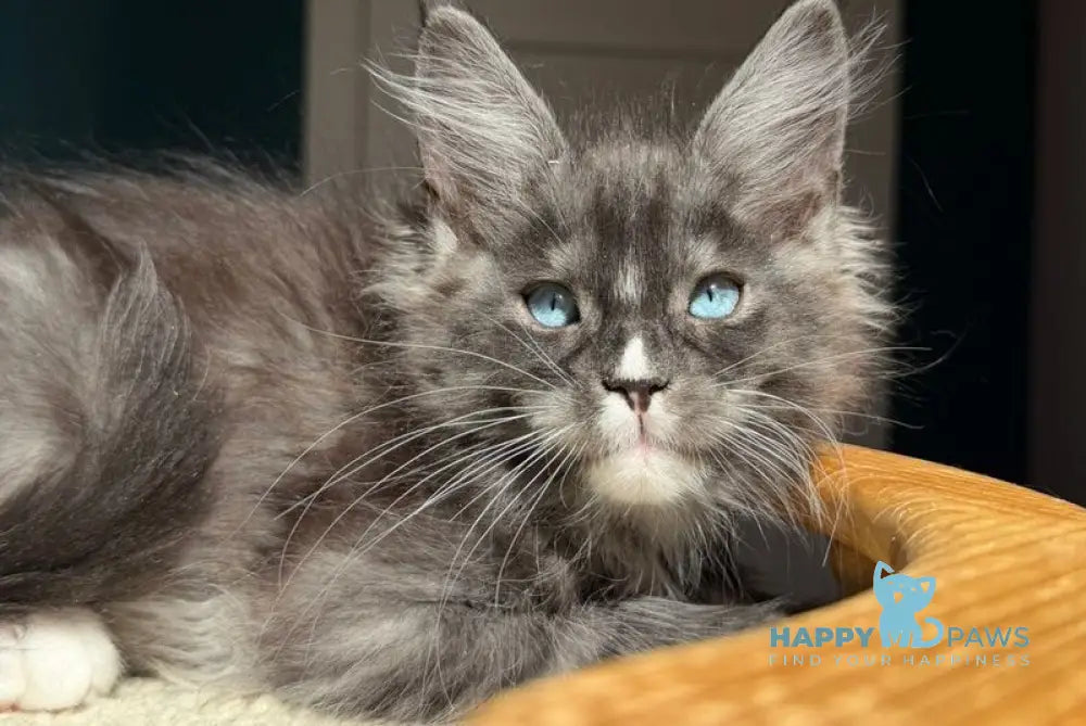 Quq Maine Coon male black silver with white - live animals
