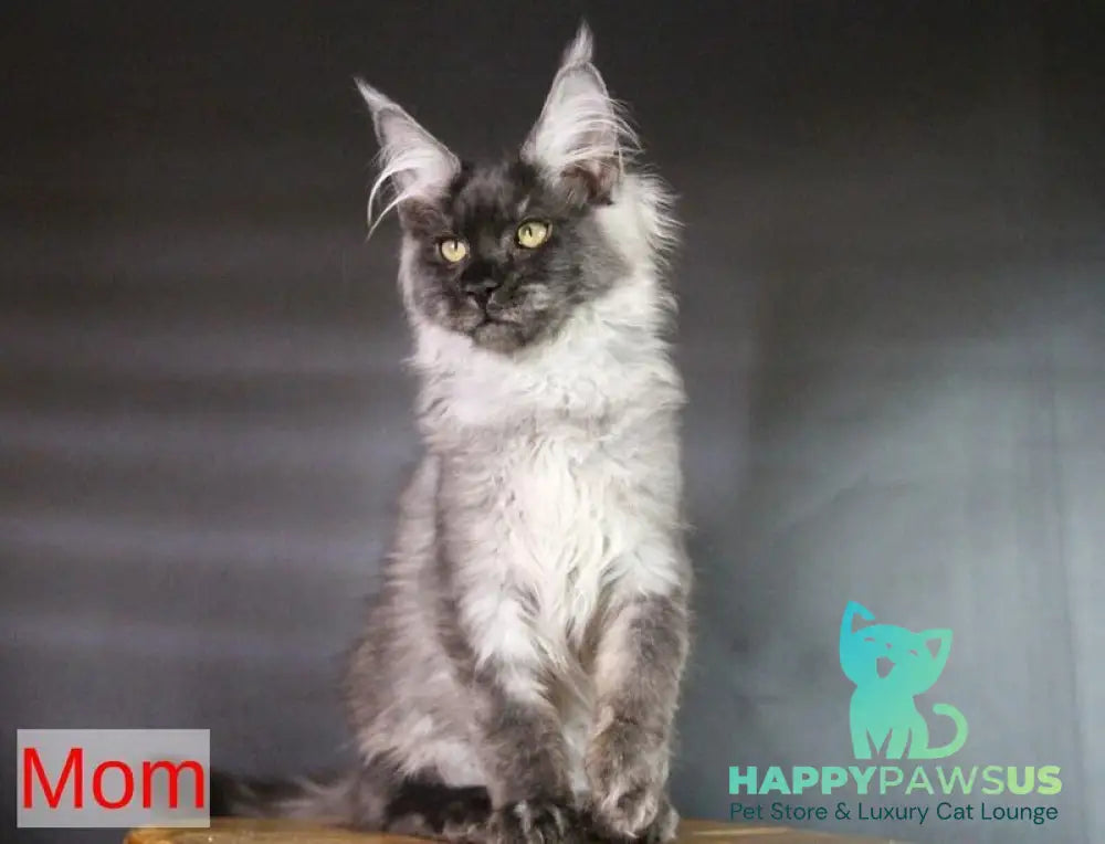 Quwentyn Maine Coon male black silver live animals