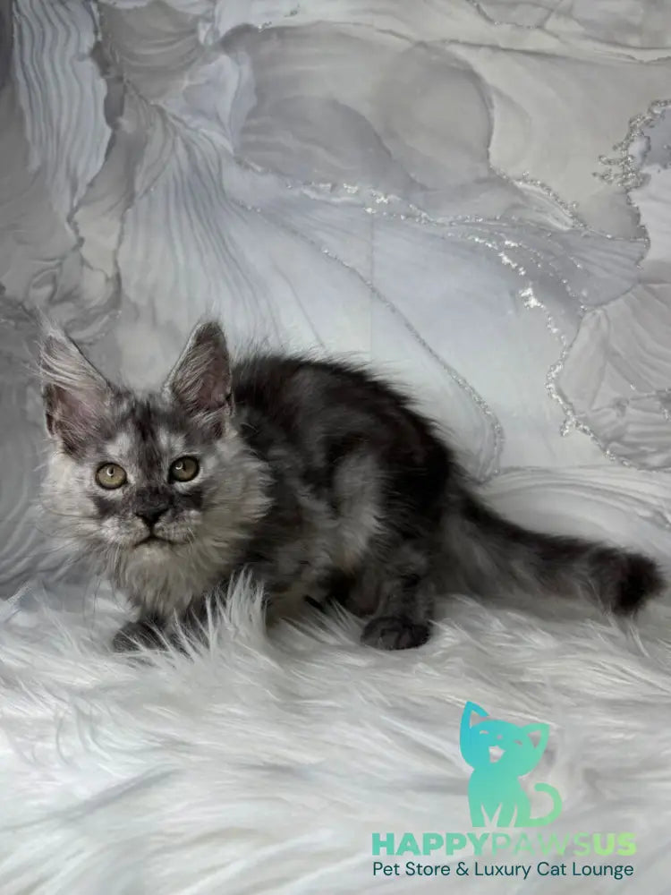 Quwentyn Maine Coon male black silver live animals