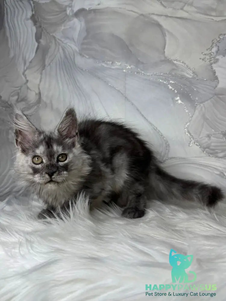 Quwentyn Maine Coon male black silver live animals