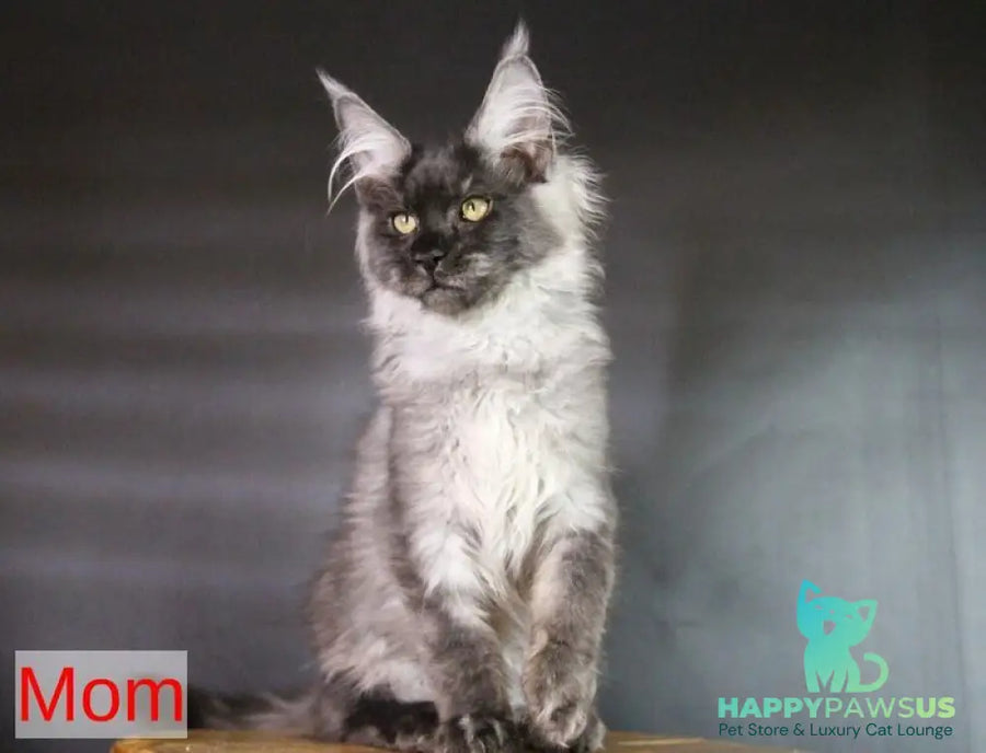 Quwentyn Maine Coon male black silver live animals