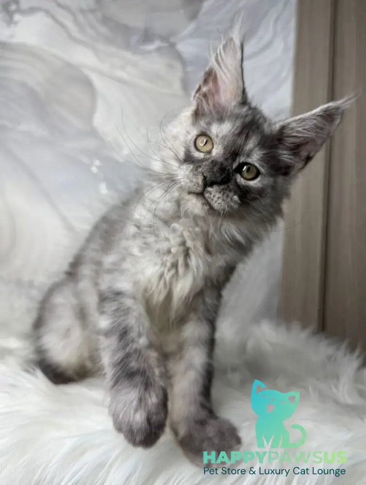 Quwentyn Maine Coon male black silver live animals
