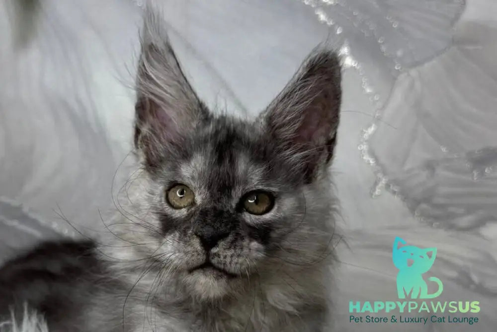 Quwentyn Maine Coon male black silver live animals