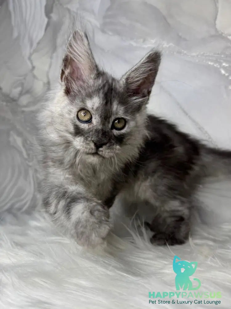 Quwentyn Maine Coon male black silver live animals