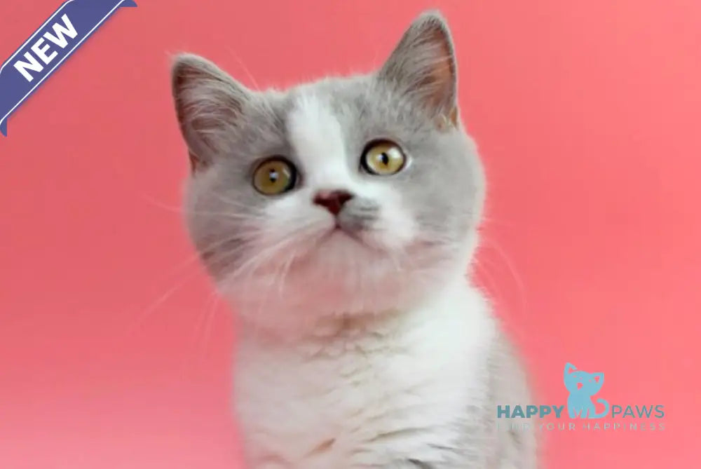 Qwebec British Shorthair male fawn bicolour live animals