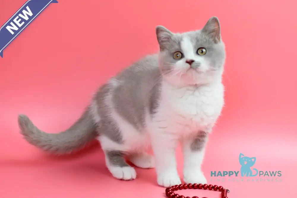 Qwebec British Shorthair male fawn bicolour live animals