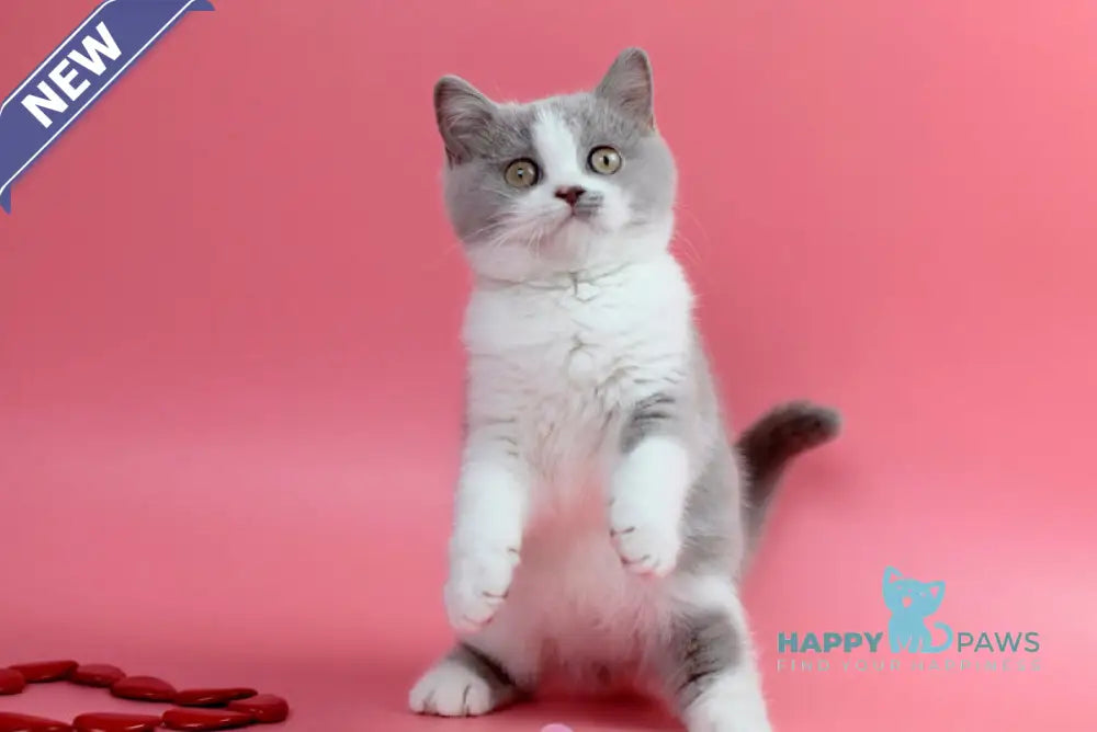 Qwebec British Shorthair male fawn bicolour live animals