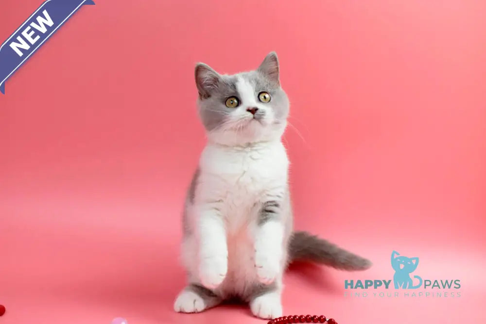 Qwebec British Shorthair male fawn bicolour live animals