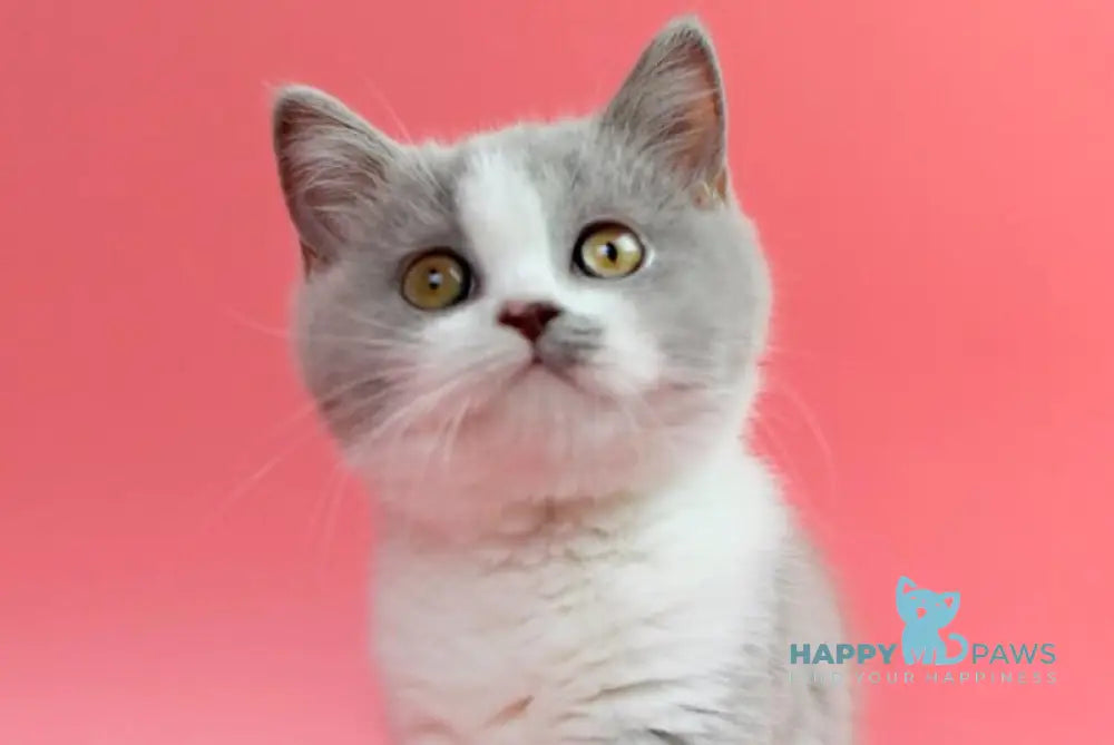 Qwebec British Shorthair male fawn bicolour live animals