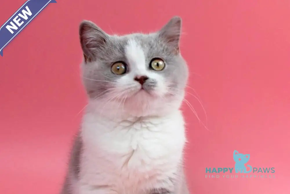 Qwebec British Shorthair male fawn bicolour live animals