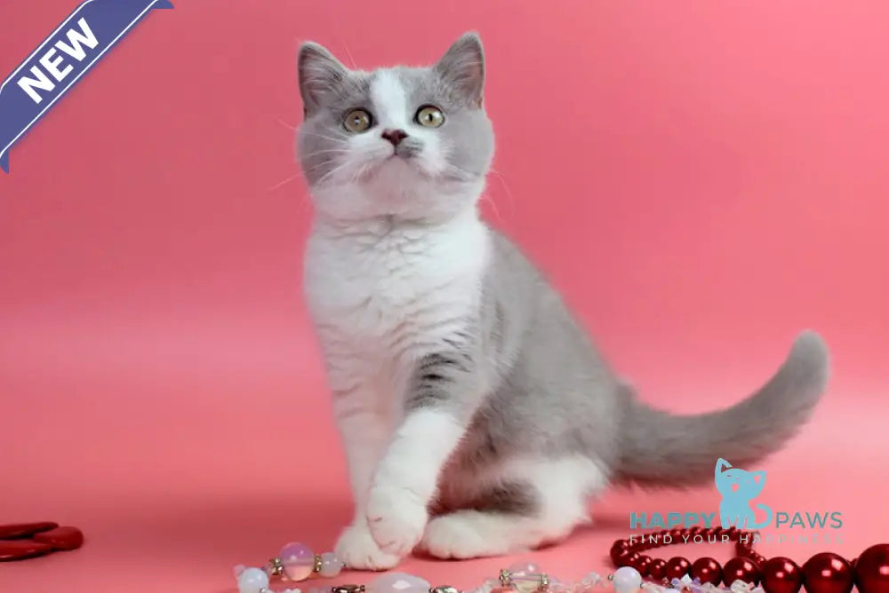 Qwebec British Shorthair male fawn bicolour live animals