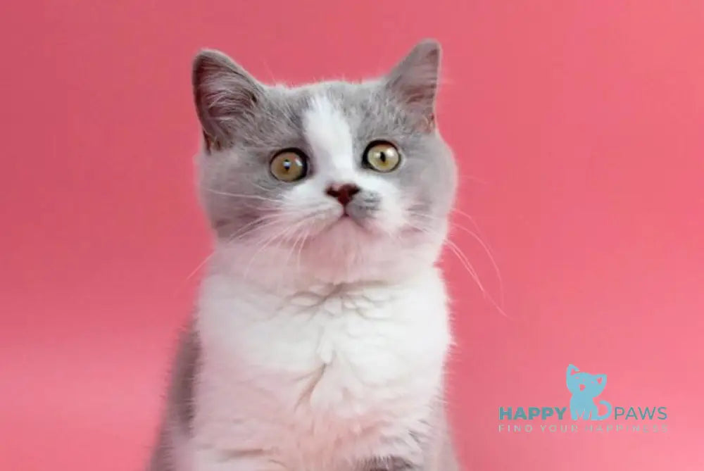 Qwebec British Shorthair male fawn bicolour live animals