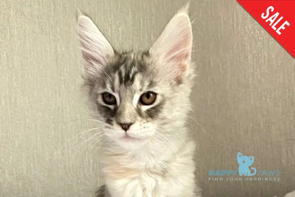 Qwenny Maine Coon female black tortie silver tabby live animals