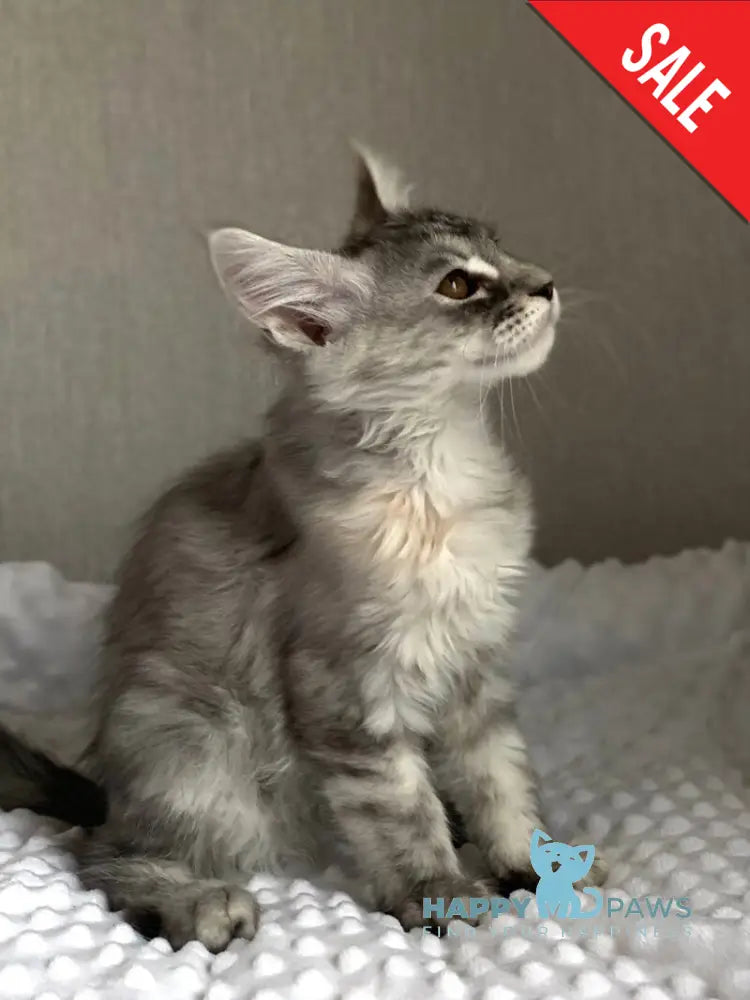Qwenny Maine Coon female black tortie silver tabby live animals