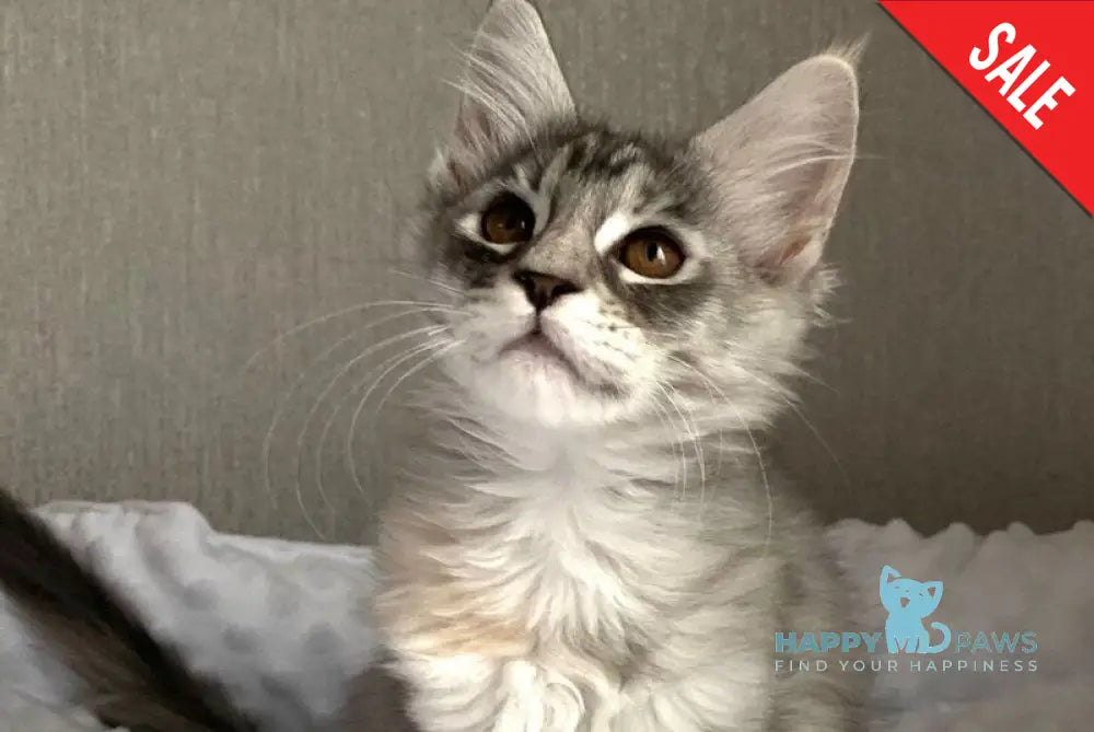 Qwenny Maine Coon female black tortie silver tabby live animals