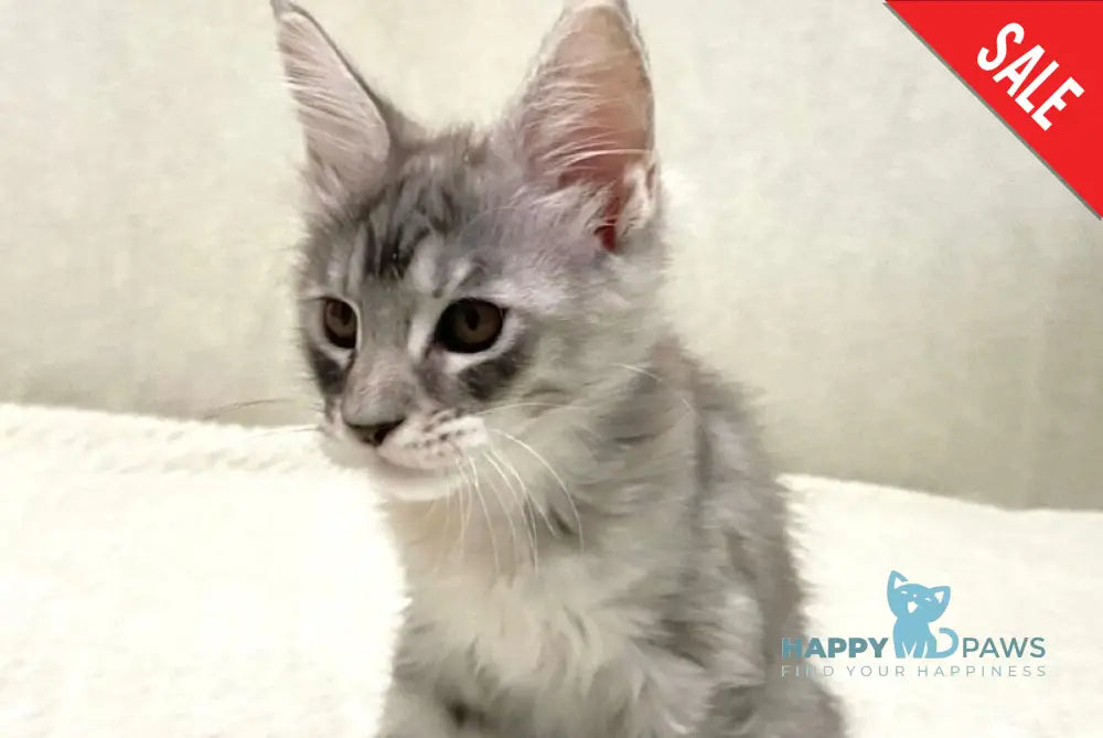 Quintessa Maine Coon female black tortie silver tabby live animals