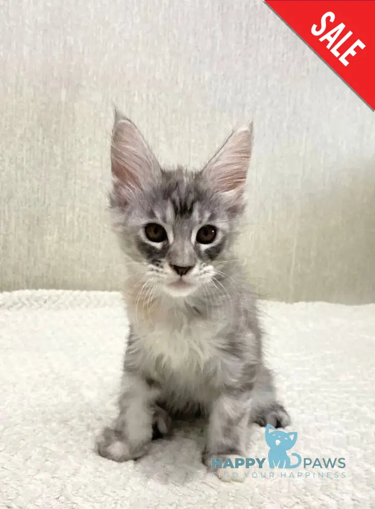 Quintessa Maine Coon female black tortie silver tabby live animals