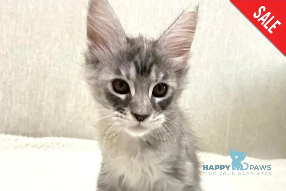 Quintessa Maine Coon female black tortie silver tabby live animals