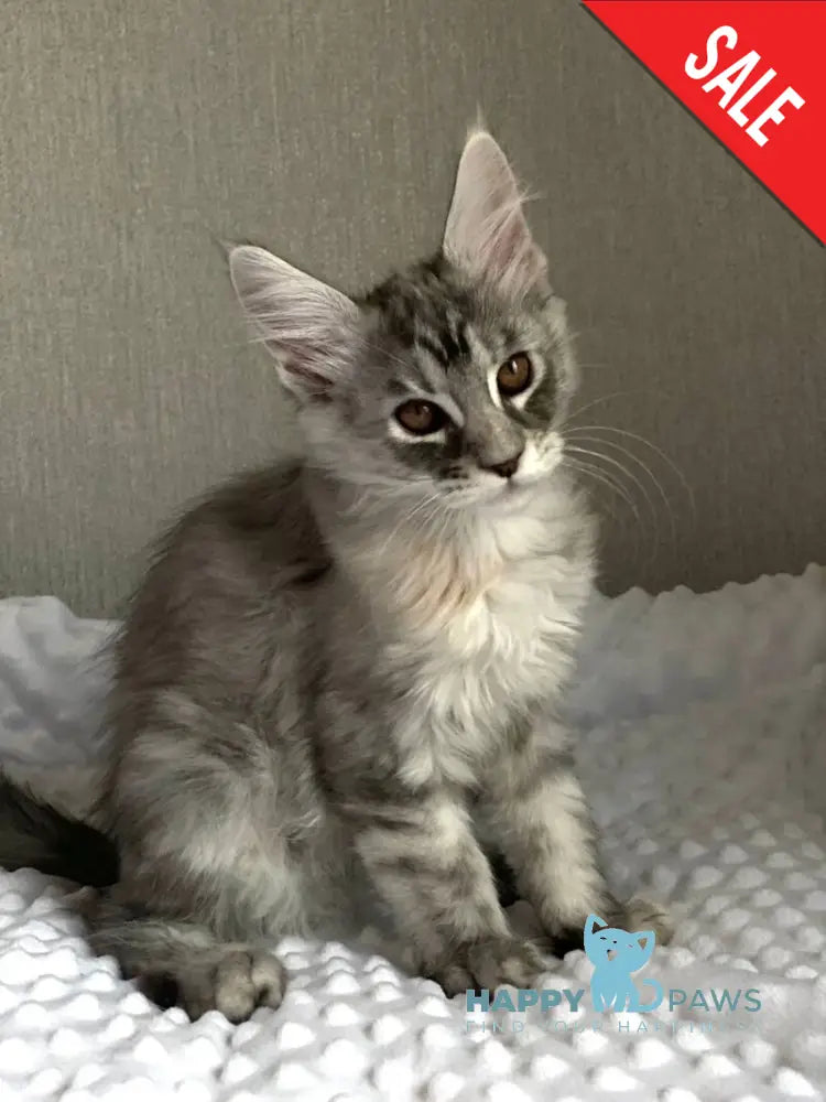 Qwenny Maine Coon female black tortie silver tabby live animals