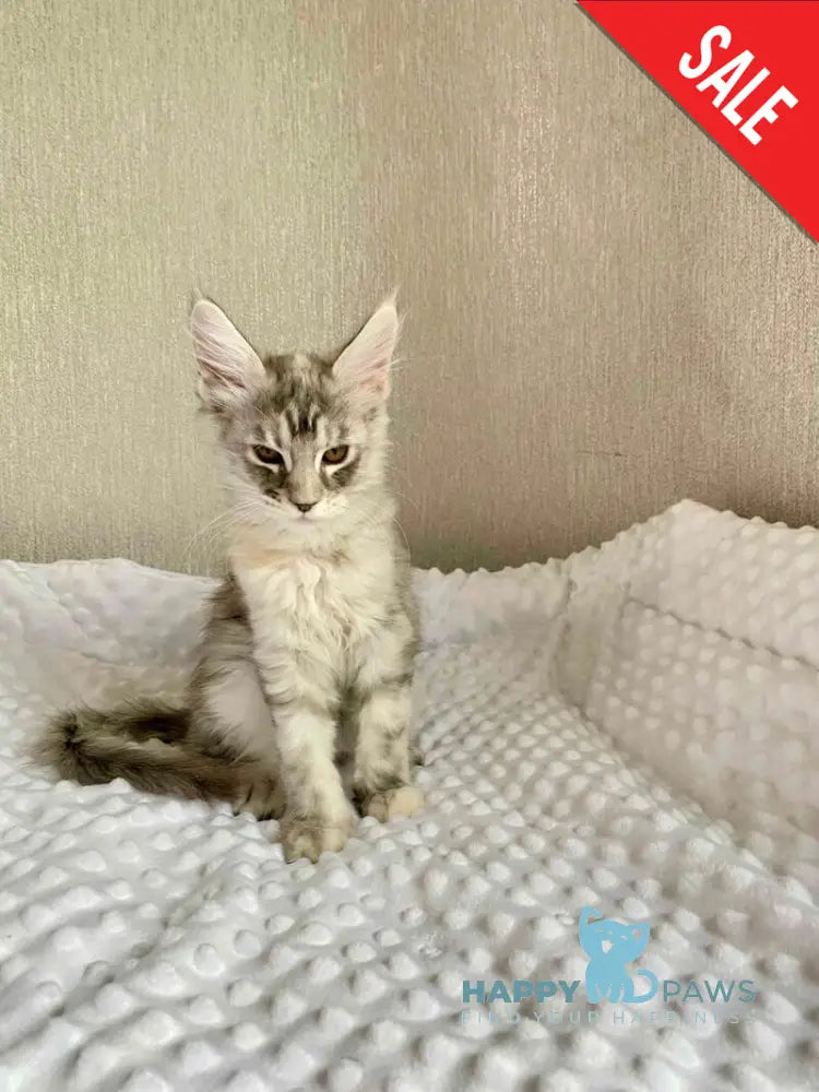 Qwenny Maine Coon female black tortie silver tabby live animals