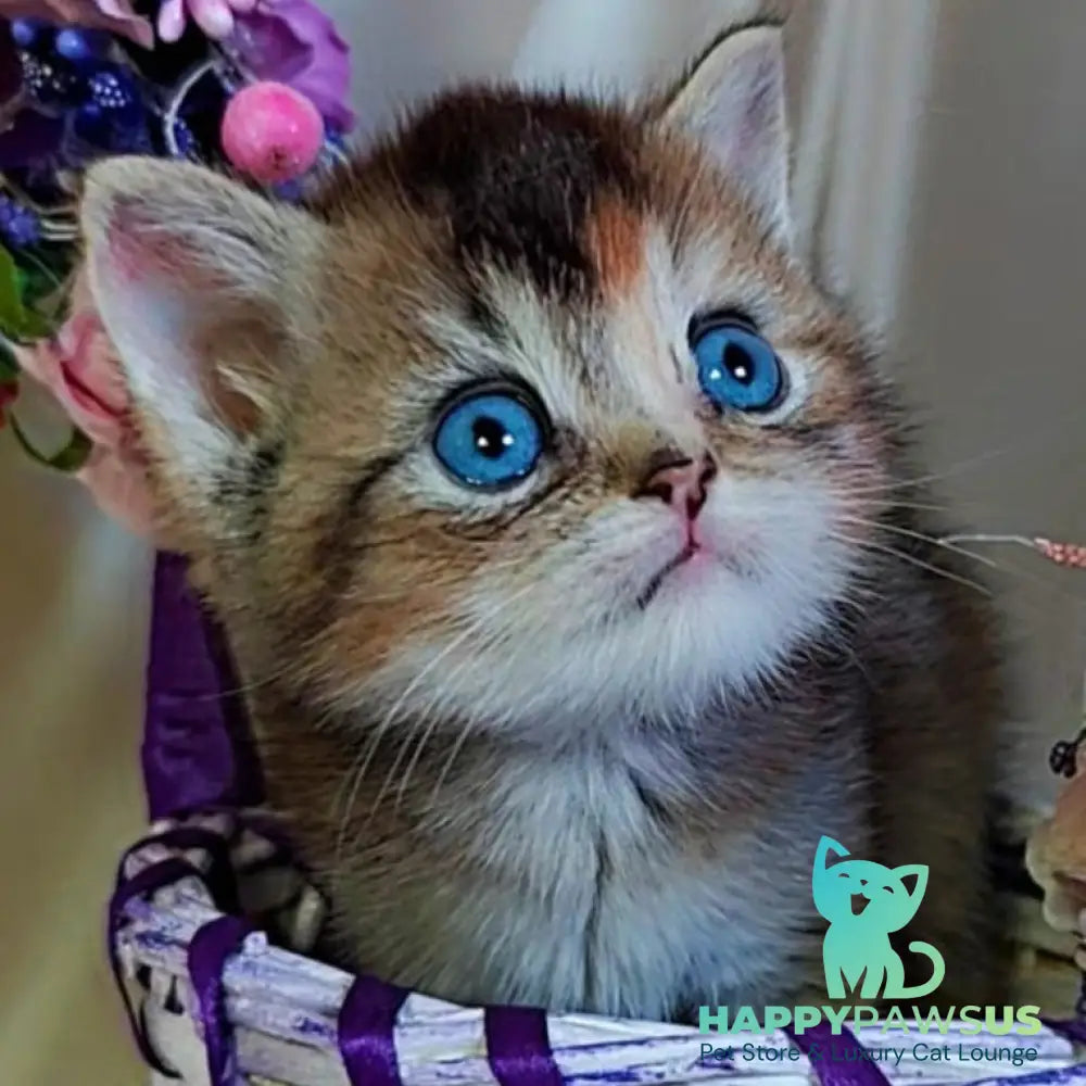 Qyara British Shorthair female black tortie with white ticked tabby - live animals