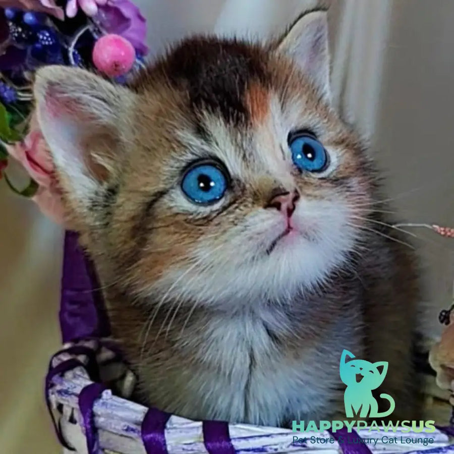 Qyara British Shorthair female black tortie with white ticked tabby - live animals