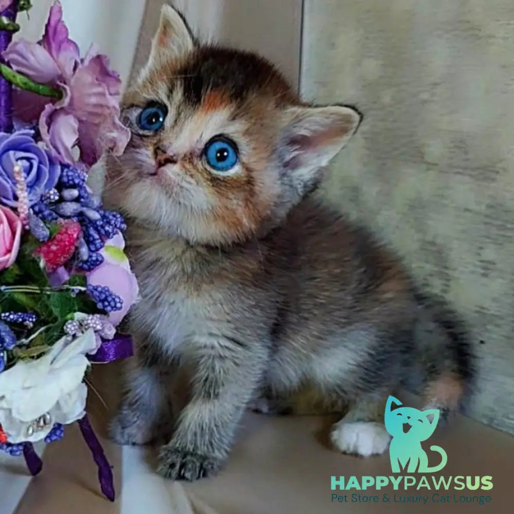 Qyara British Shorthair female black tortie with white ticked tabby - live animals