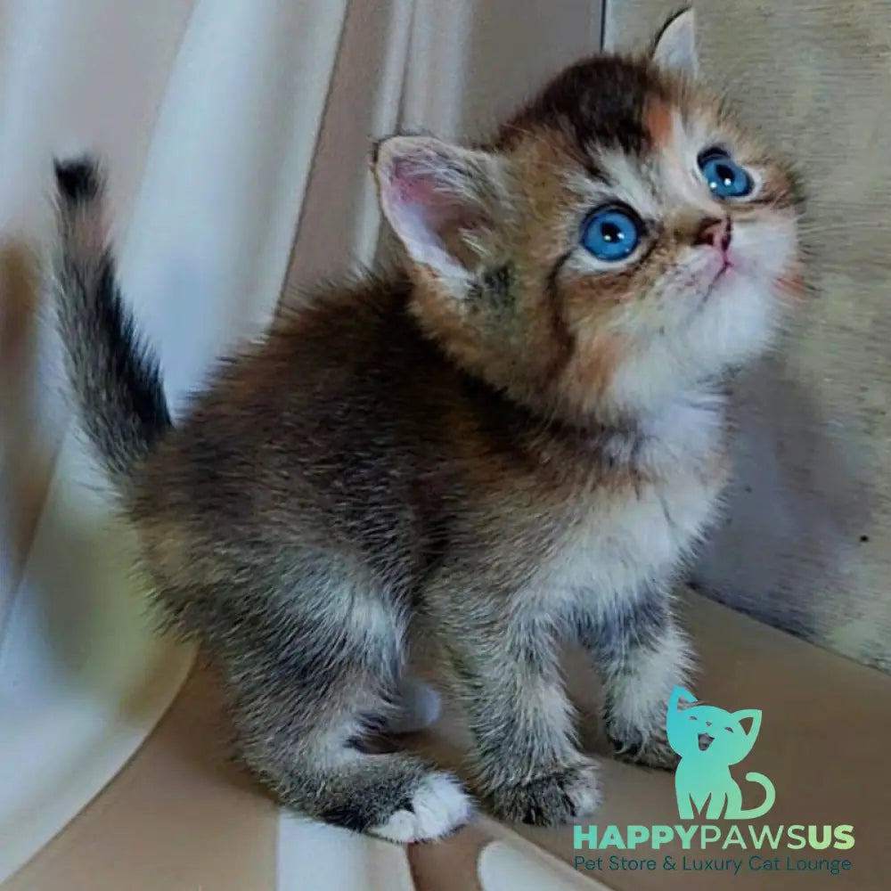 Qyara British Shorthair female black tortie with white ticked tabby - live animals