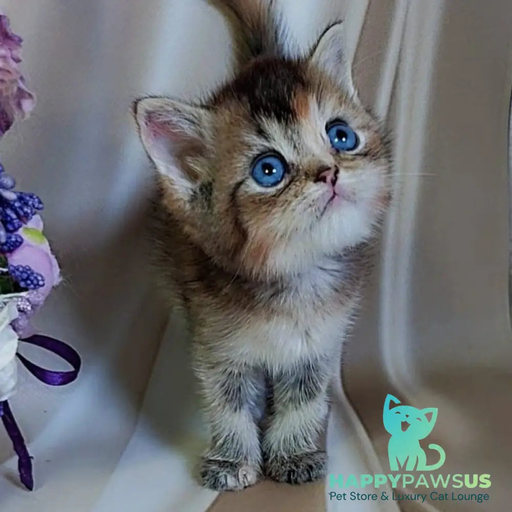 Qyara British Shorthair female black tortie with white ticked tabby - live animals