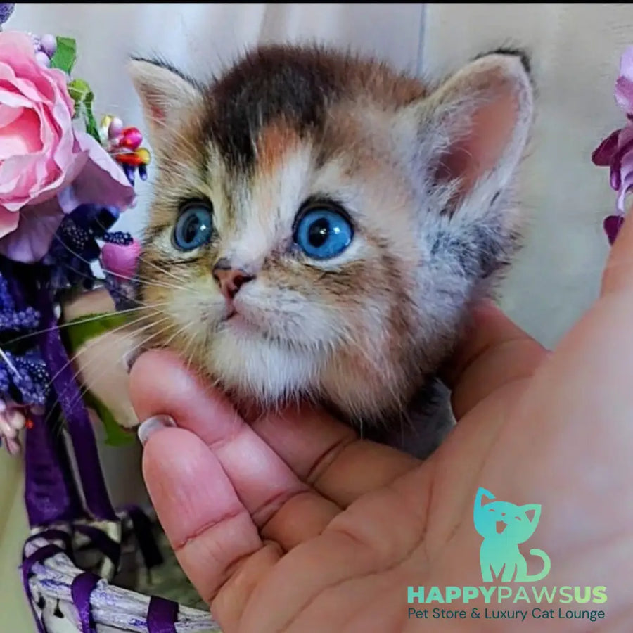 Qyara British Shorthair female black tortie with white ticked tabby - live animals