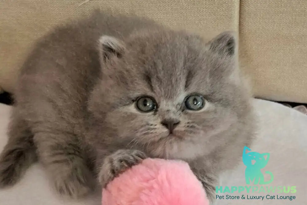 Rabbi British Longhair male blue - live animals