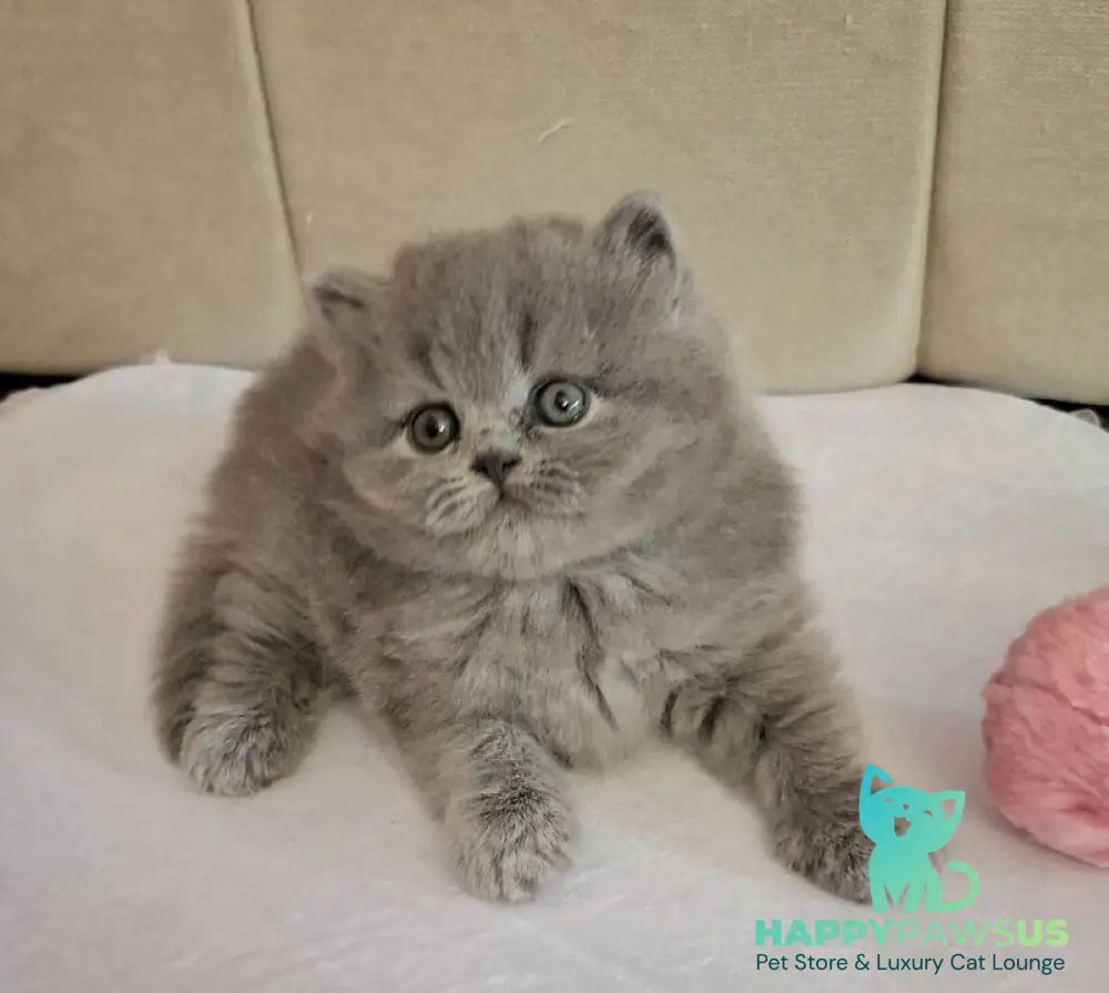 Rabbi British Longhair male blue - live animals