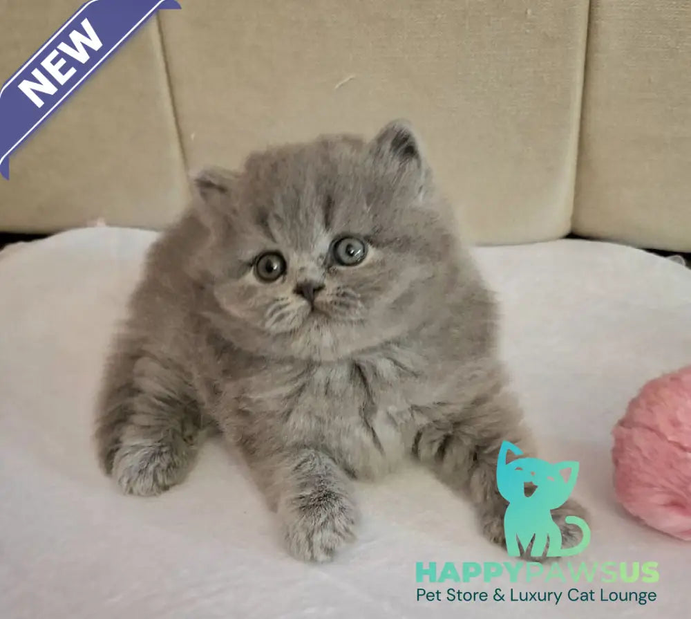 Rabbi British Longhair male blue - live animals