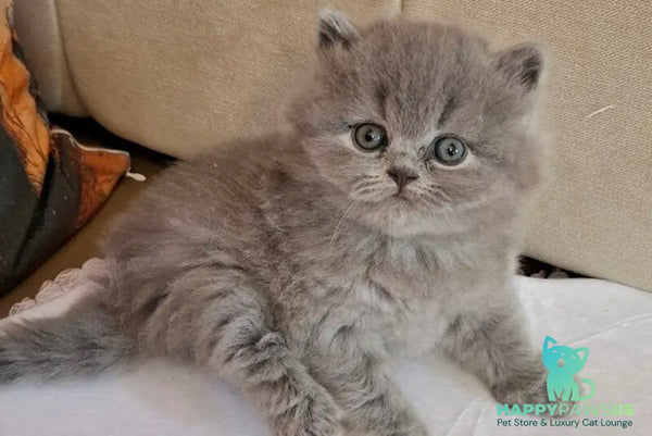 Rabbi British Longhair male blue - live animals